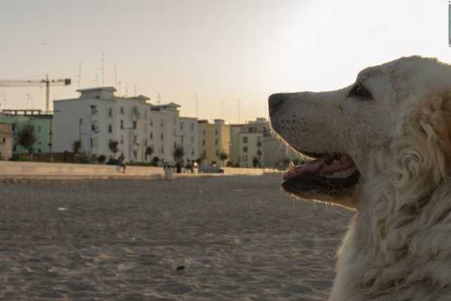 Ama il mare e i bagni al tramonto: � Henry, la bianca mascotte del rione San Girolamo